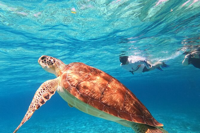 4 Hour Cozumel Turtle Sanctuary Experience on a Luxury Catamarán - Is $77.50 a fair price?