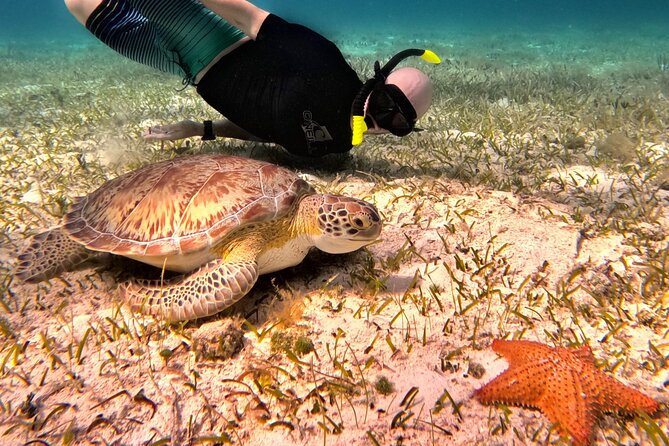 4 Hour Cozumel Turtle Sanctuary Experience on a Luxury Catamarán - The first reef stops: good water, short swim times