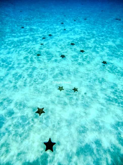 4 Hour Turtle Sanctuary Experience on a Luxury Catamarán - Cielito, the Quiet Final Stop