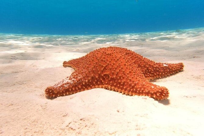4 hours of shared snorkeling to El Cielo - Colombia Reef: more fish and better wildlife chances