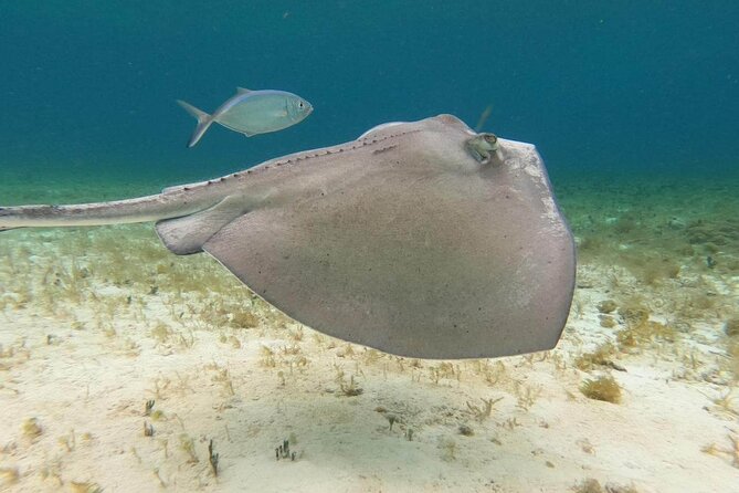 4 hours of shared snorkeling to El Cielo - El Cielo: sea stars in clear, shallow water