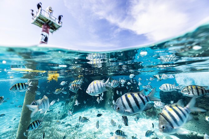 5-in-1 Cancun Snorkeling Tour with Sea Life & Transport Included - Five stops packed into 2½ hours