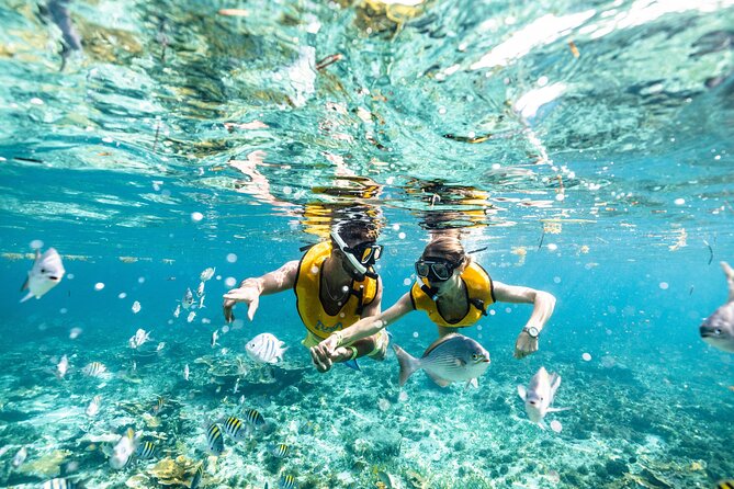 5-in-1 Cancun Snorkeling Tour with Sea Life & Transport Included - What the small-group setup means
