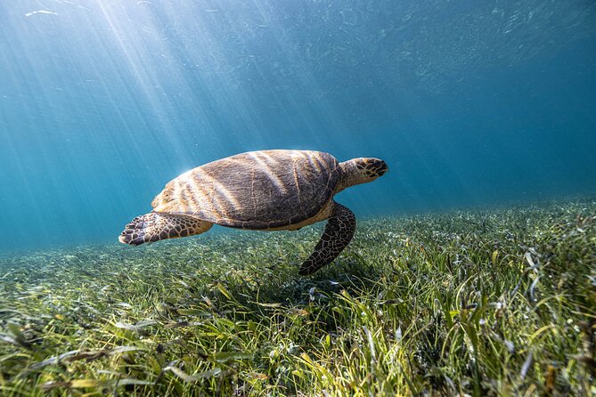 5-in-1 Cancun Snorkeling Tour with Sea Life & Transport Included - Stop two: two underwater galleries and their statues
