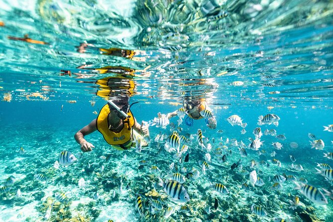 5-in-1 Cancun Snorkeling: Turtles, Reef, Musa, Shipwreck, Cenote - Five Cancun water experiences in one trip
