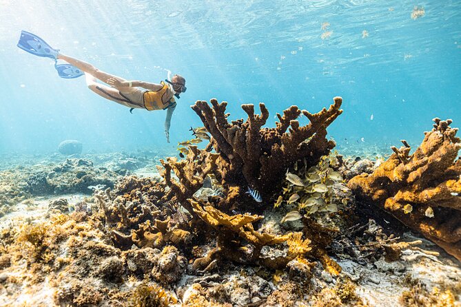 5-in-1 Cancun Snorkeling: Turtles, Reef, Musa, Shipwreck, Cenote - Exploring the shipwreck site