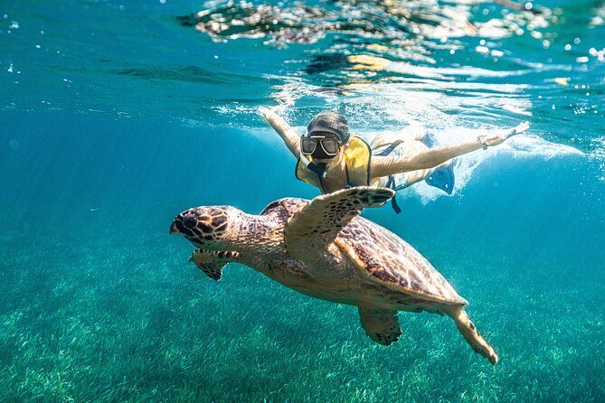 5-in-1 Cancun Snorkeling: Turtles, Reef, Musa, Shipwreck, Cenote - Finishing at a Yucatan cenote