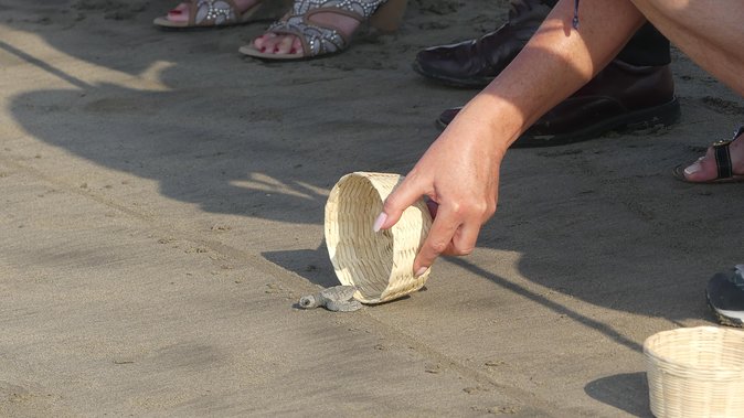 6Hr Cruise or Hotels City Tour, Divers, Baby Turtles Peace Chapel - Why this six-hour tour works well for a first look