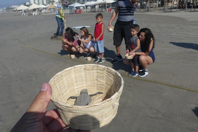6Hr Cruise or Hotels City Tour, Divers, Baby Turtles Peace Chapel - Guides who turn sightseeing into local orientation