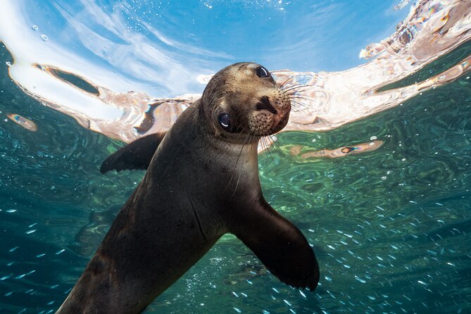 Adventure to Espiritu Santo Island: Snorkel with Sea Lions and Beach - Why Espiritu Santo Island is worth a full day
