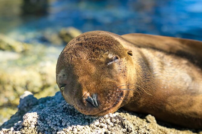 Adventure to Espiritu Santo Island: Snorkel with Sea Lions and Beach - How good is the $136.52 value?