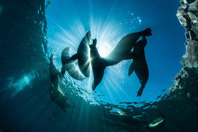 Adventure to Espiritu Santo Island: Snorkel with Sea Lions and Beach - Who should book this Espiritu Santo excursion?