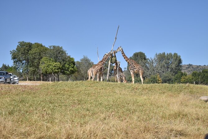Africam safari (private tour) - Key points to know before you book