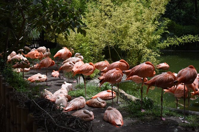 Africam safari (private tour) - Four hours among animals at Africam Safari