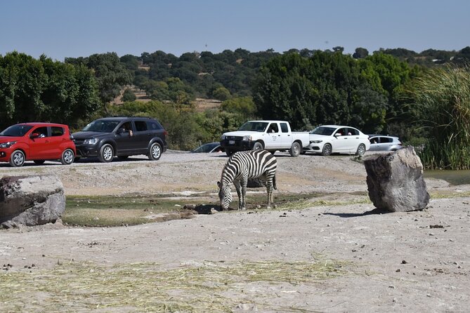 Africam safari (private tour) - Optional animal encounters and extra spending