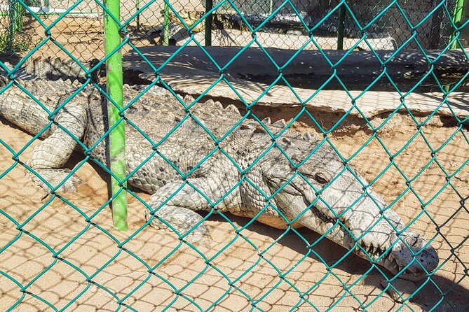 Afro-Mex Village Experience -Horseback Ride -Turtle Hatch & Crocs - The baby turtle release, with an important warning