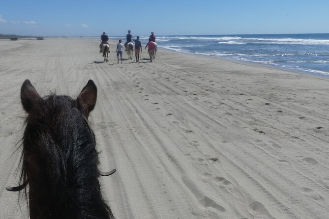 Afro-Mex Village Experience -Horseback Ride -Turtle Hatch & Crocs - How much value do you get for $120.99?