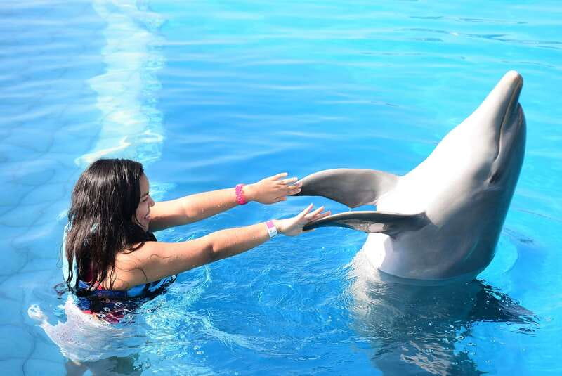 Akumal: Dolphin Encounter - Why the Dolphin Lesson Matters