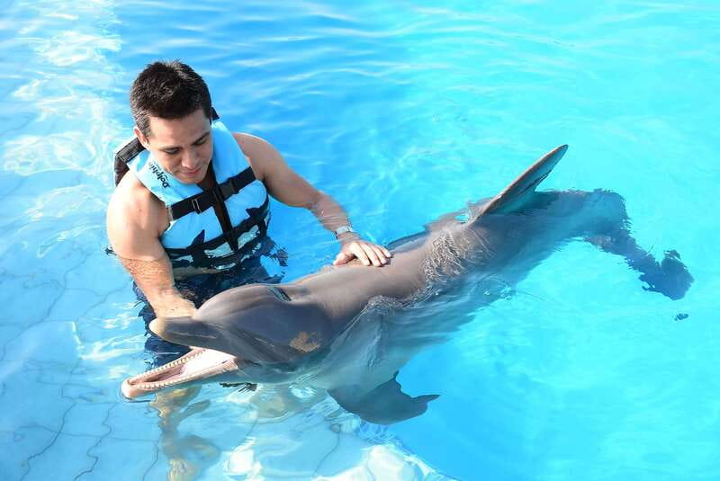 Akumal: Dolphin Encounter - Meeting the Dolphins in Akumal’s Turquoise Water