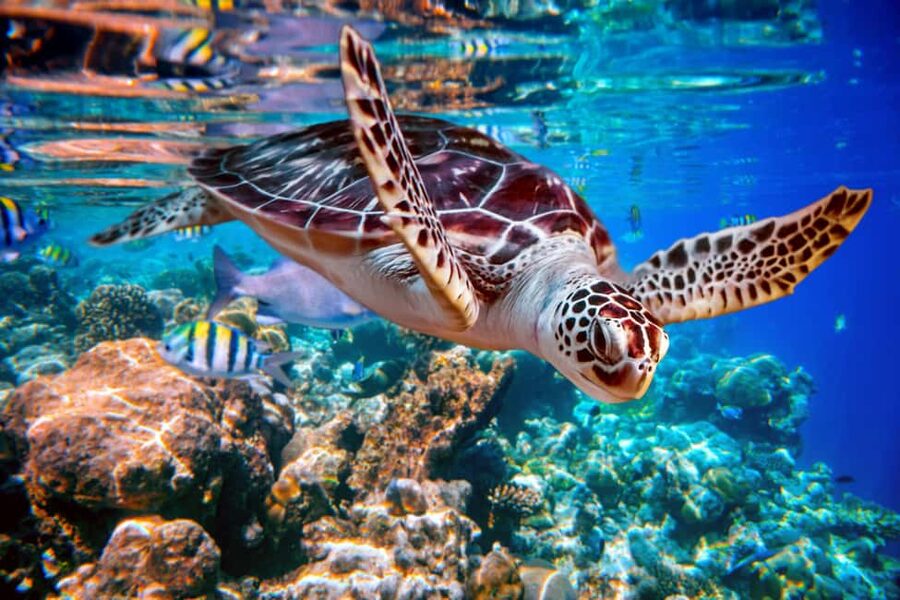 Akumal: Snorkel with Marine Fauna and an Expert Guide - Key points to know before you book