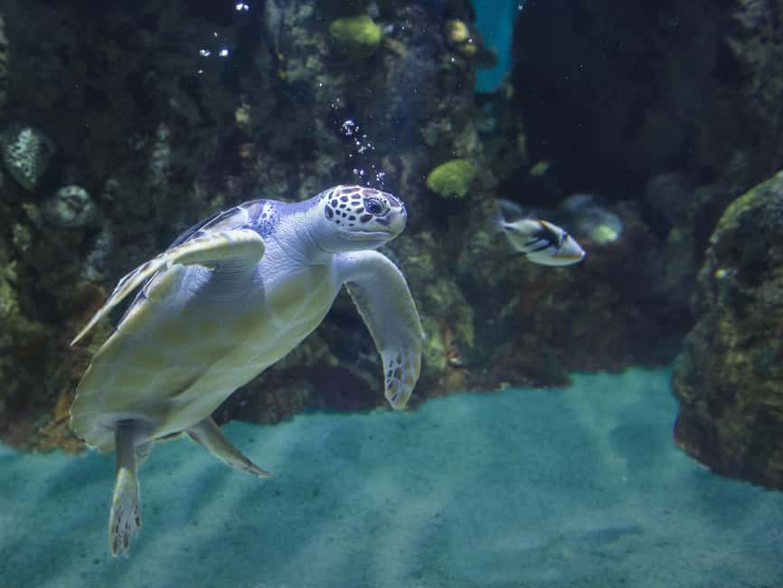Akumal: Snorkel with Marine Fauna and an Expert Guide - The guided swim and what you might see