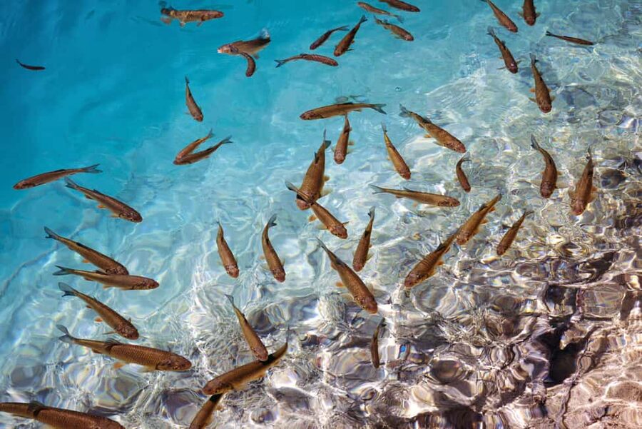Akumal: Snorkel with Marine Fauna and an Expert Guide - How safe and comfortable is the experience?