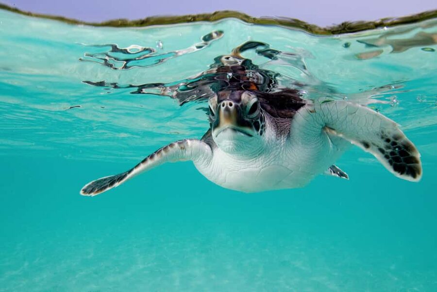 Akumal: Snorkel with Marine Fauna and an Expert Guide - What makes the $45 price worthwhile