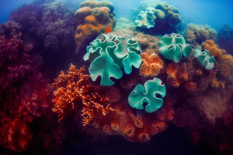 Akumal: Snorkel with Marine Fauna and an Expert Guide - Who will enjoy this Akumal tour most?