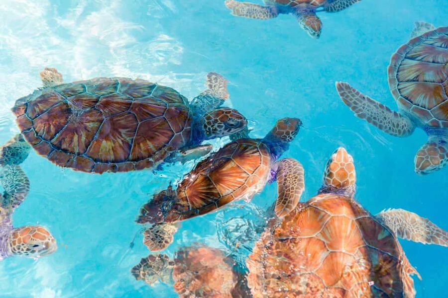 Akumal: Snorkel with Marine Fauna and an Expert Guide - Meeting at Oxxo Mar Azul