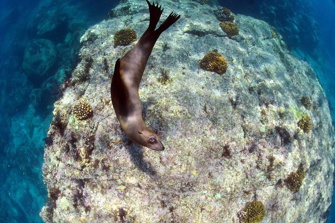All-Inclusive Catamaran Tour | Beaches & Sea Lions from Los Cabos - Snorkeling Near Fish and Sea Lions