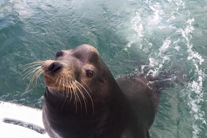 Arch Tour with Amazing Captain in Cabo San Lucas - Sea Lion Colony and Pelican Rock