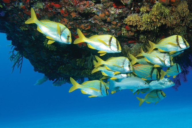 ATV Extreme and Snorkel Combo Tour from Cancun - A seven-hour action day from Cancun
