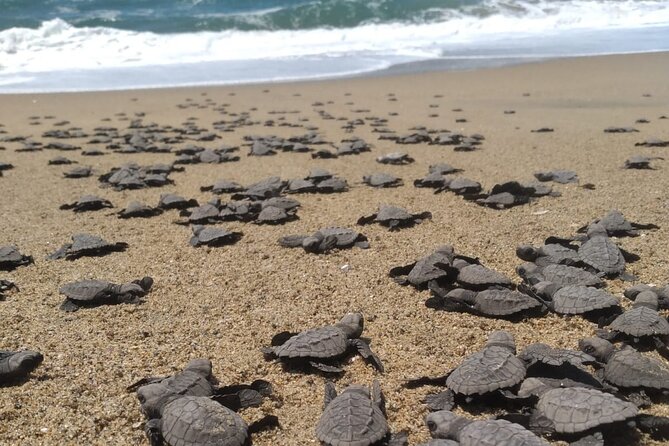 Baby Sea Turtle Releasing Sightseeing Tour with Luis de la Maza - Key points to know before you book