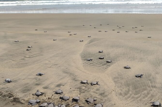Baby Sea Turtle Releasing Sightseeing Tour with Luis de la Maza - What the guides add to the day