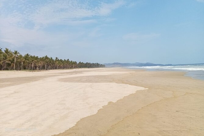 Baby Sea Turtle Releasing Sightseeing Tour with Luis de la Maza - Rustic setting, authentic rewards