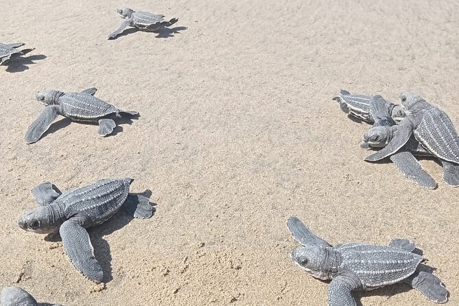 Baby Sea Turtle Releasing Sightseeing Tour with Luis de la Maza - The turtle lesson comes before the release