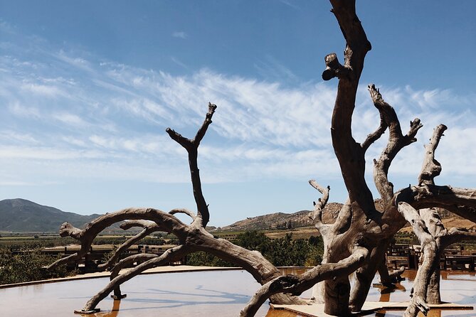 Baja Tour Guide wine tour - Five useful things to know before booking