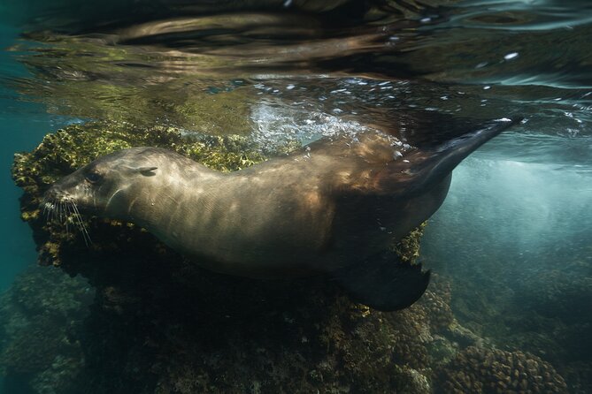 Balandra Private Boat Tour - Is the Balandra Private Boat Tour Worth Booking?