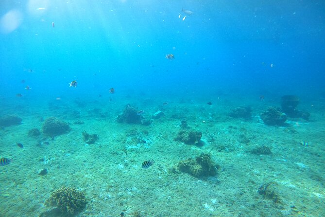 Bavarian Fiesta Snorkel Activity in Glass Bottom Boat at San Miguel de Cozumel - What the four-hour Cozumel outing is trying to do