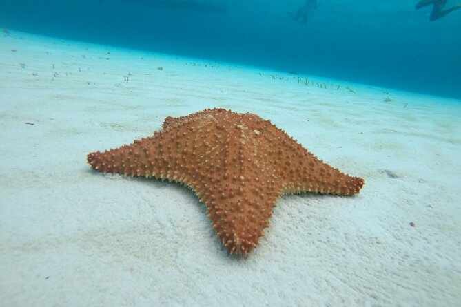 Bavarian Fiesta Snorkel Activity in Glass Bottom Boat at San Miguel de Cozumel - El Cielo and El Cielito starfish waters