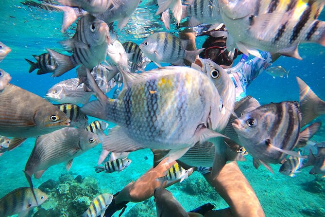 Bavarian Fiesta Snorkel Activity in Glass Bottom Boat at San Miguel de Cozumel - Food, fruit, margaritas, and the Bavarian twist