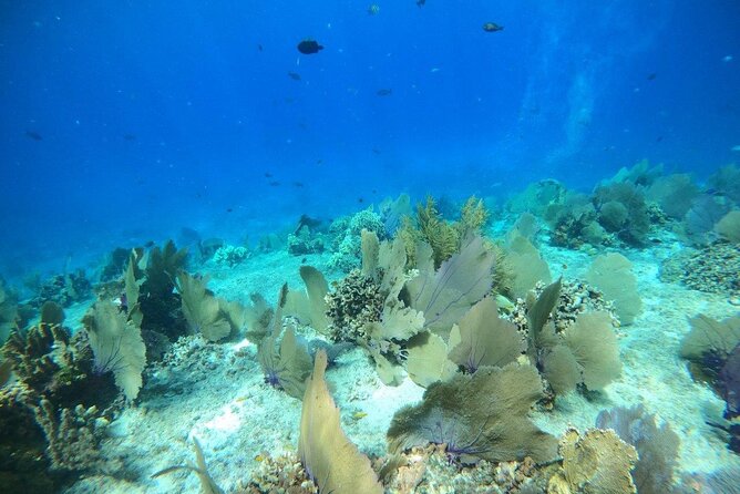 Bavarian Fiesta Snorkel Activity in Glass Bottom Boat at San Miguel de Cozumel - Small groups, private-feeling departures, and pace
