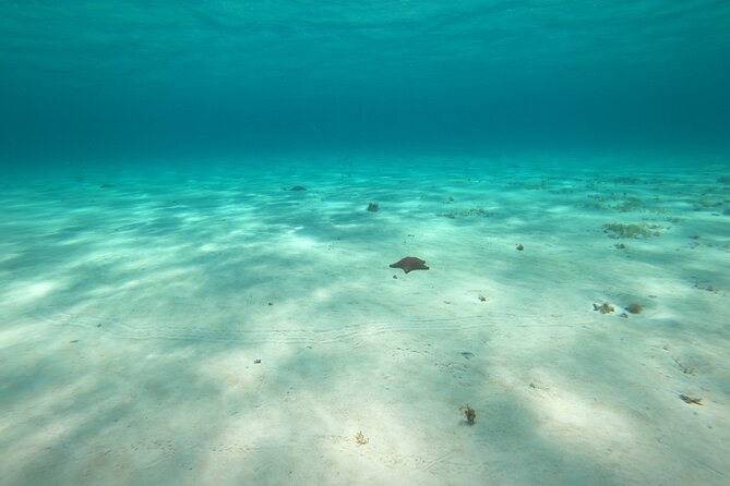 Bavarian Fiesta Snorkel Activity in Glass Bottom Boat at San Miguel de Cozumel - Starting at Puerto de Abrigo