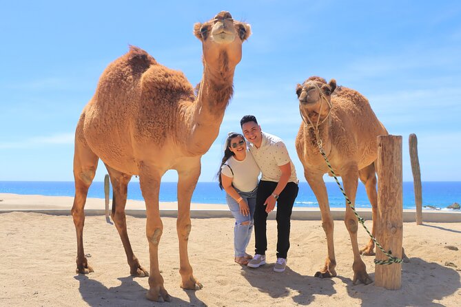 Beach, ATV, and Camel Ride Combo Tour - Camels Beside Migriño Beach