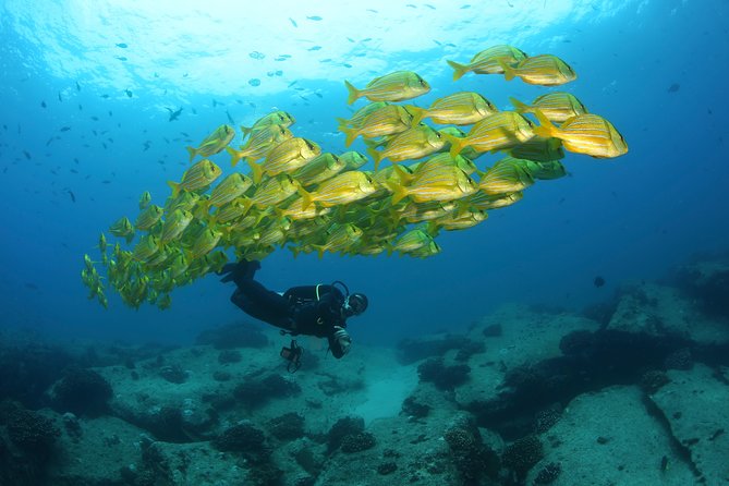 Beginner Scuba Diving in Cabo San Lucas - Los Cabos marine life, with realistic expectations