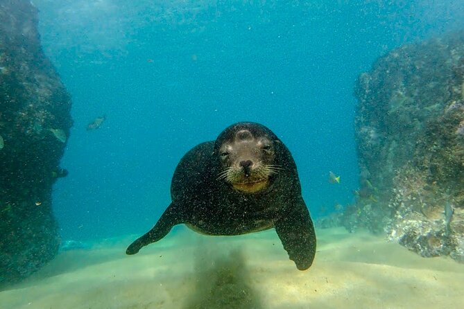 Beginner Scuba Diving in Cabo San Lucas - Water temperature, comfort, and safety