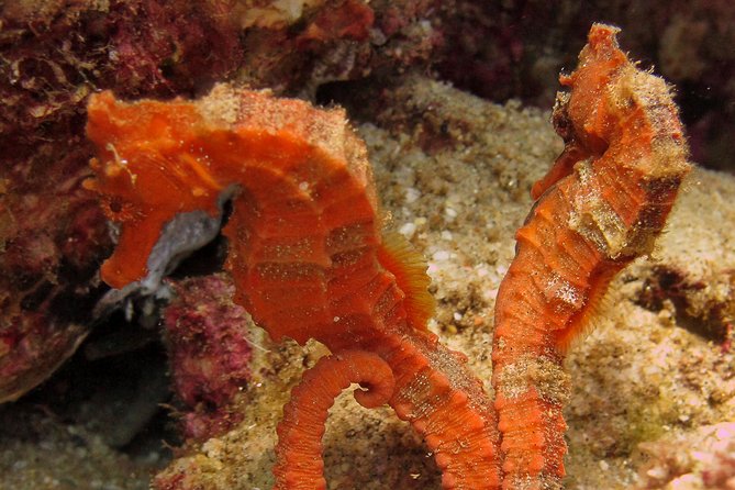 Beginner Scuba Diving in Cabo San Lucas - The guides are the heart of the outing