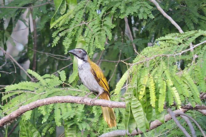 Birdwatching Cancun - The 6:00 am start sets the tone