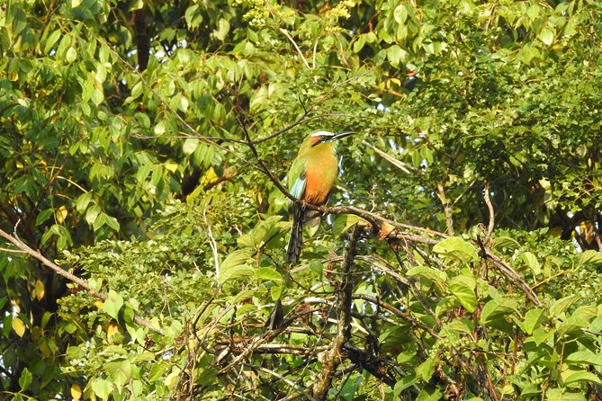 Birdwatching Cancun - The birds you may see