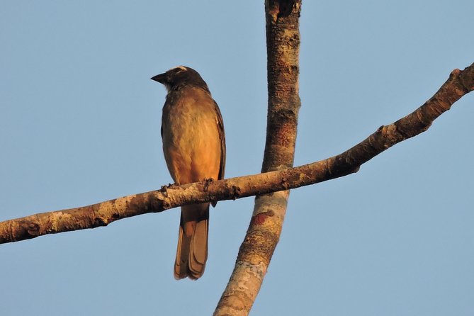 Birdwatching Cancun - Birding for beginners and photographers